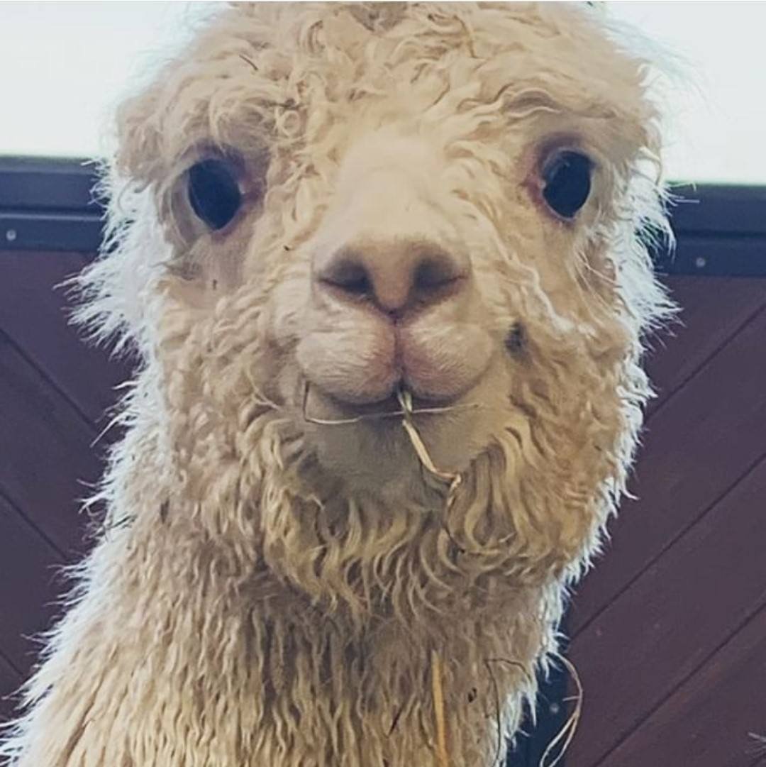 Альпака сошла с ума