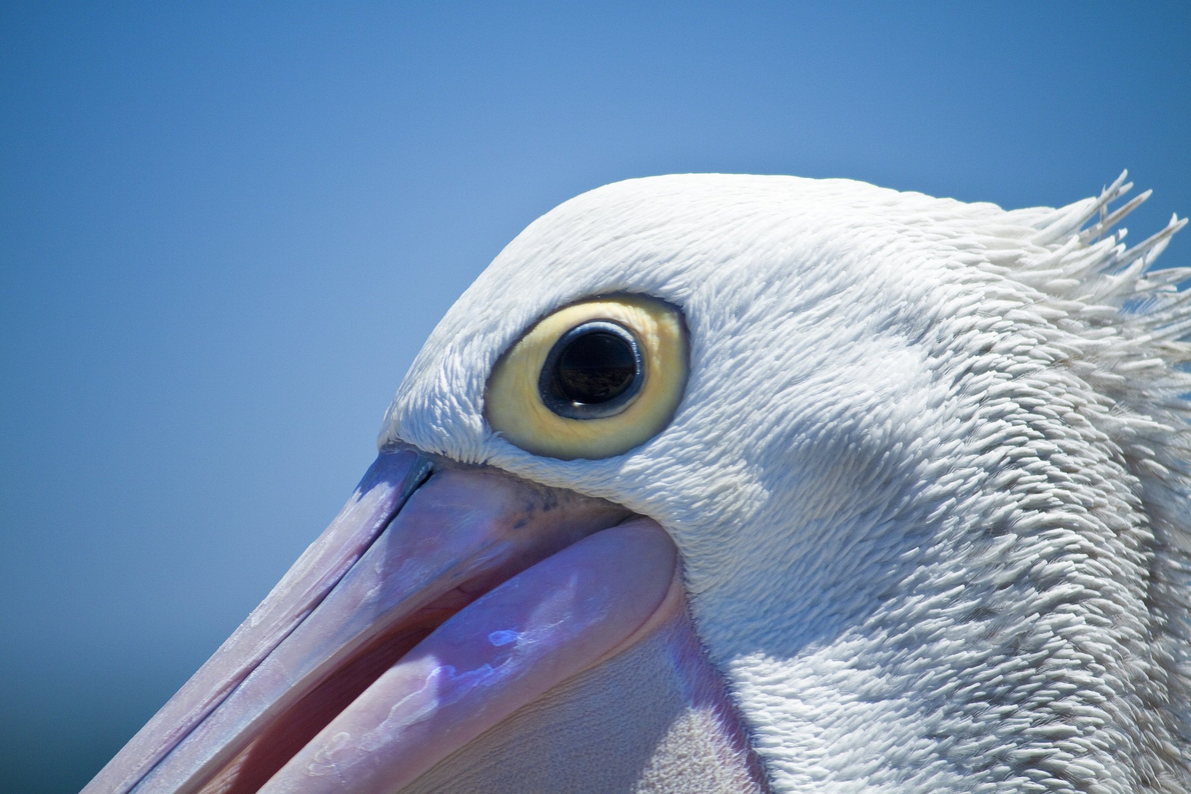 Рыба из клюва пеликана геншин. Клюв пеликана. Pelikan клюв птица. Пеликан с открытым клювом. Глаз пеликана.