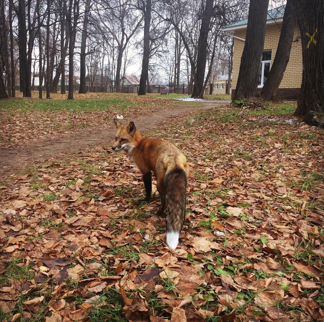 Парки fox. Парк Кузьминки лисы. Лисы в Кузьминском парке. Лисица в Павловском парке. Лиса в парке.