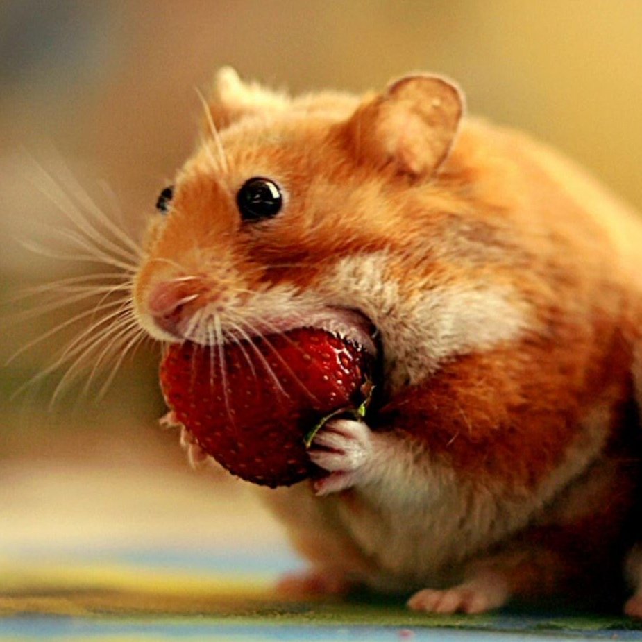 Морда хомяка