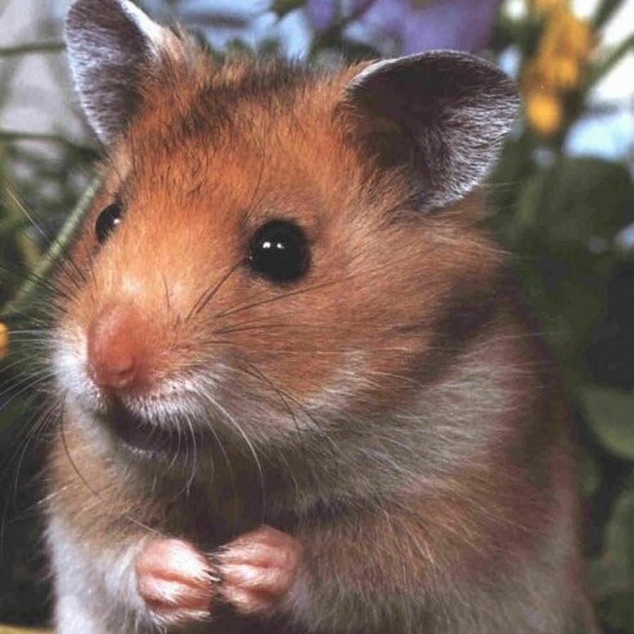 Хомяк Соколова