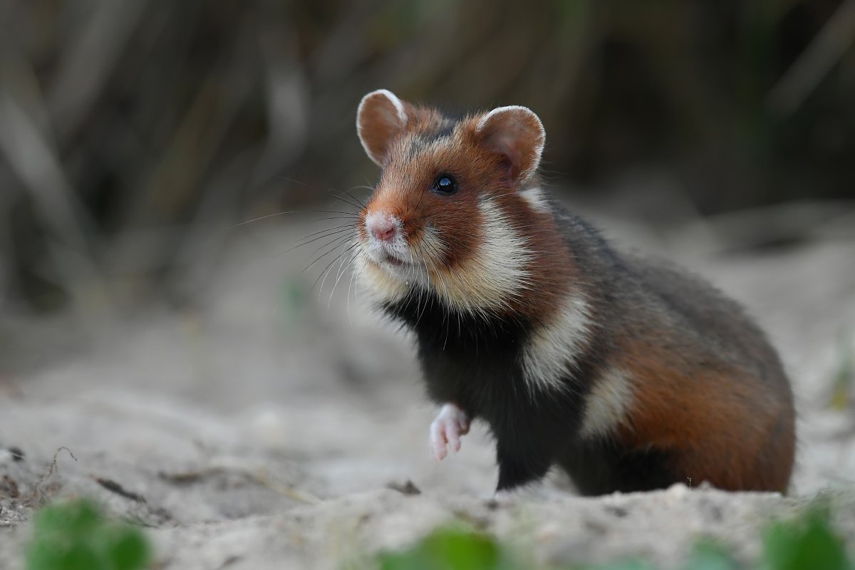 Полевой хомяк карбыш