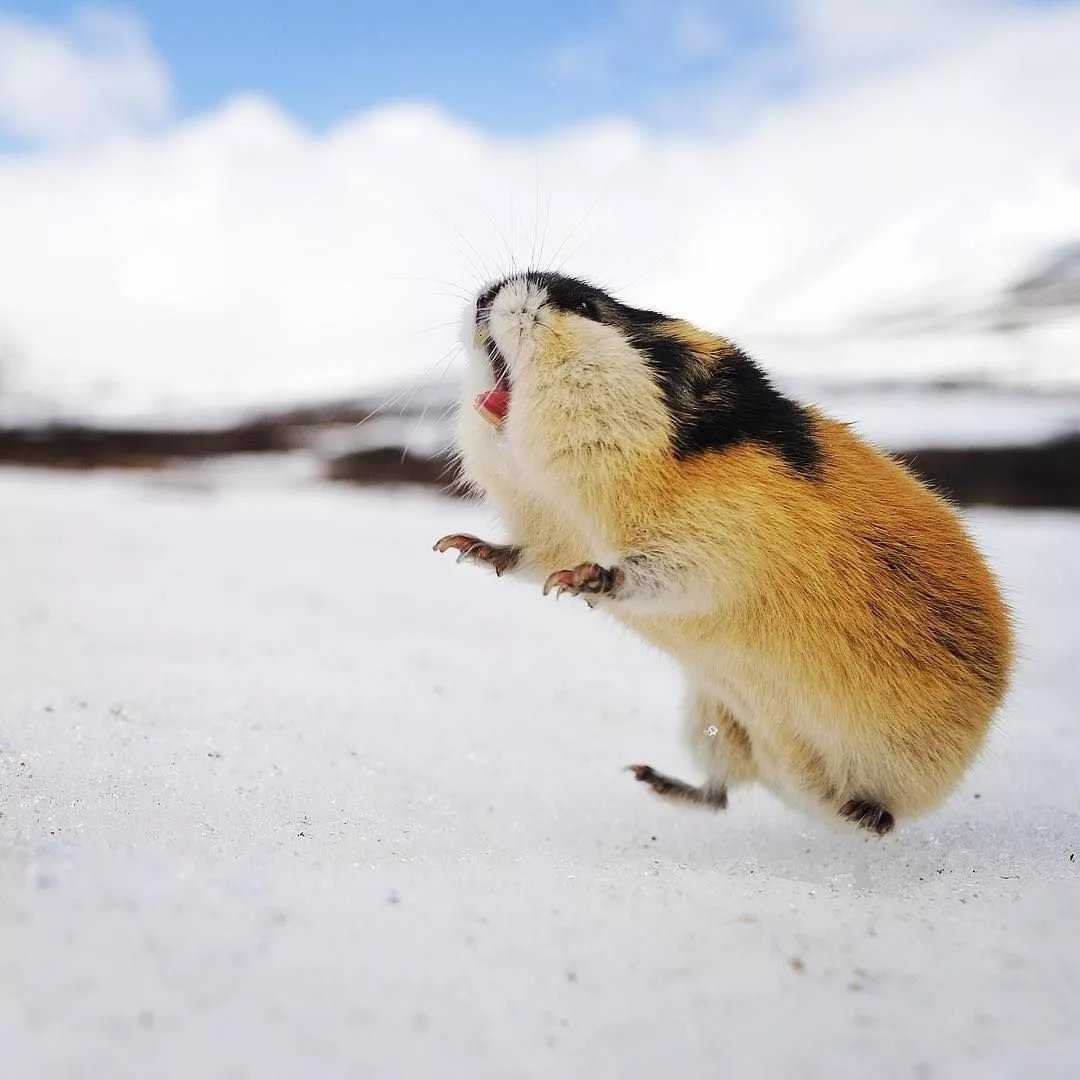 Желтобрюхий лемминг