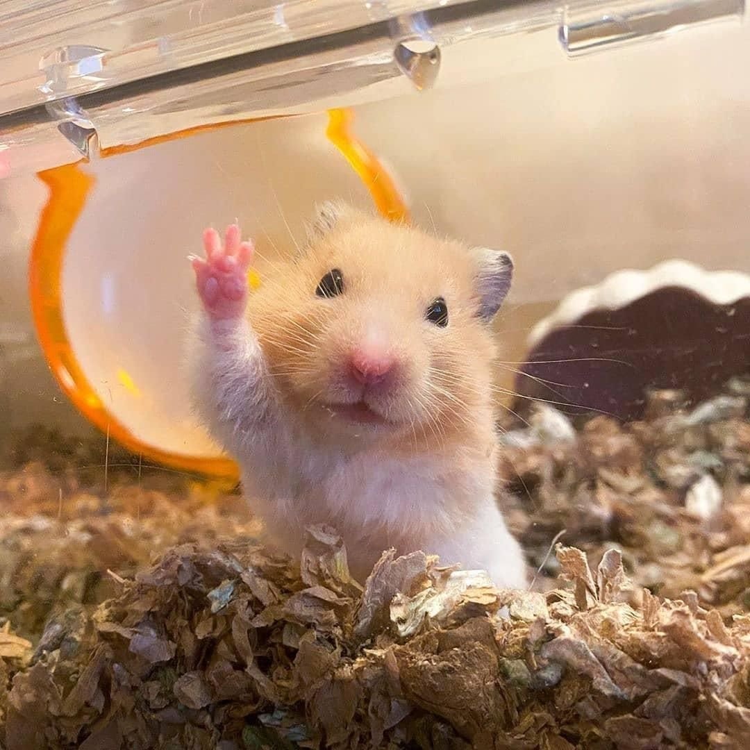 Счастливый хомяк