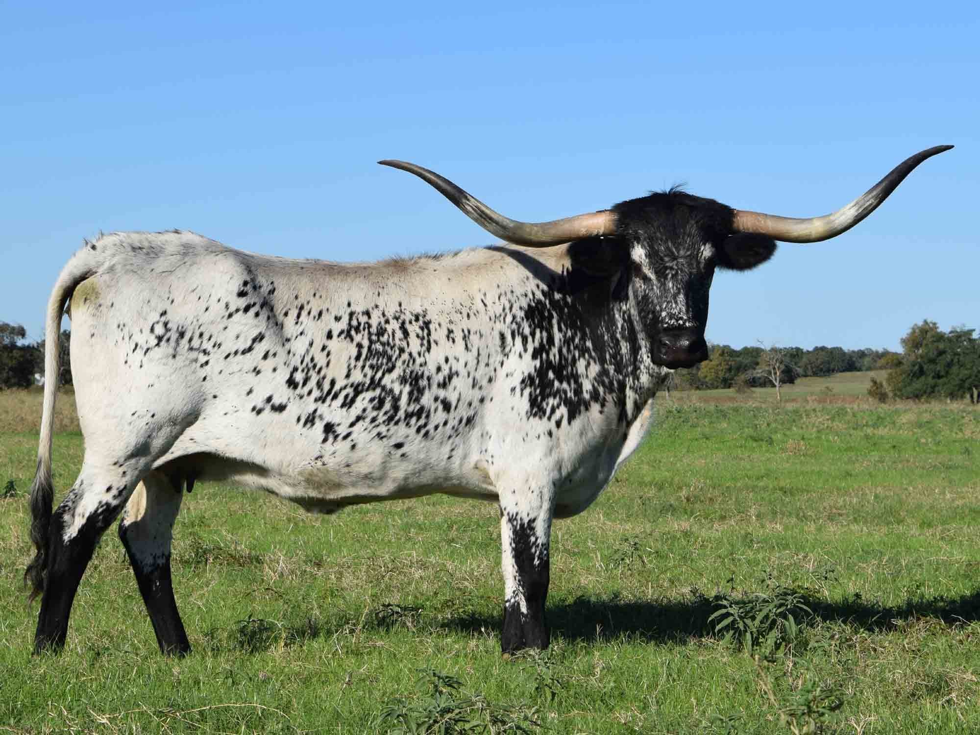 Зе бык кирова. Техасский лонгхорн. Породы Техасский лонгхорн. Техасский лонгхорн порода коров. Бык породы лонгхорн.