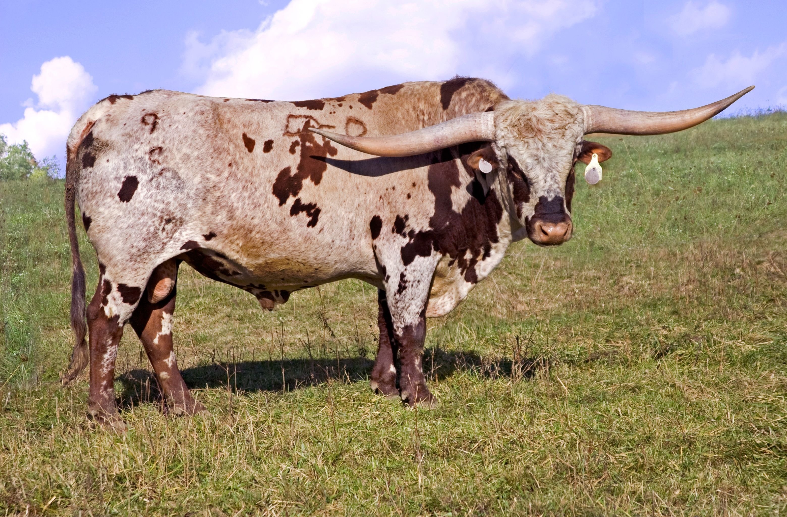 Бык пестрый. Техасский бык лонгхорн. Техас лонгхорн порода коров. Техас Лонгхорнс бык. Техасская корова лонгхорн.