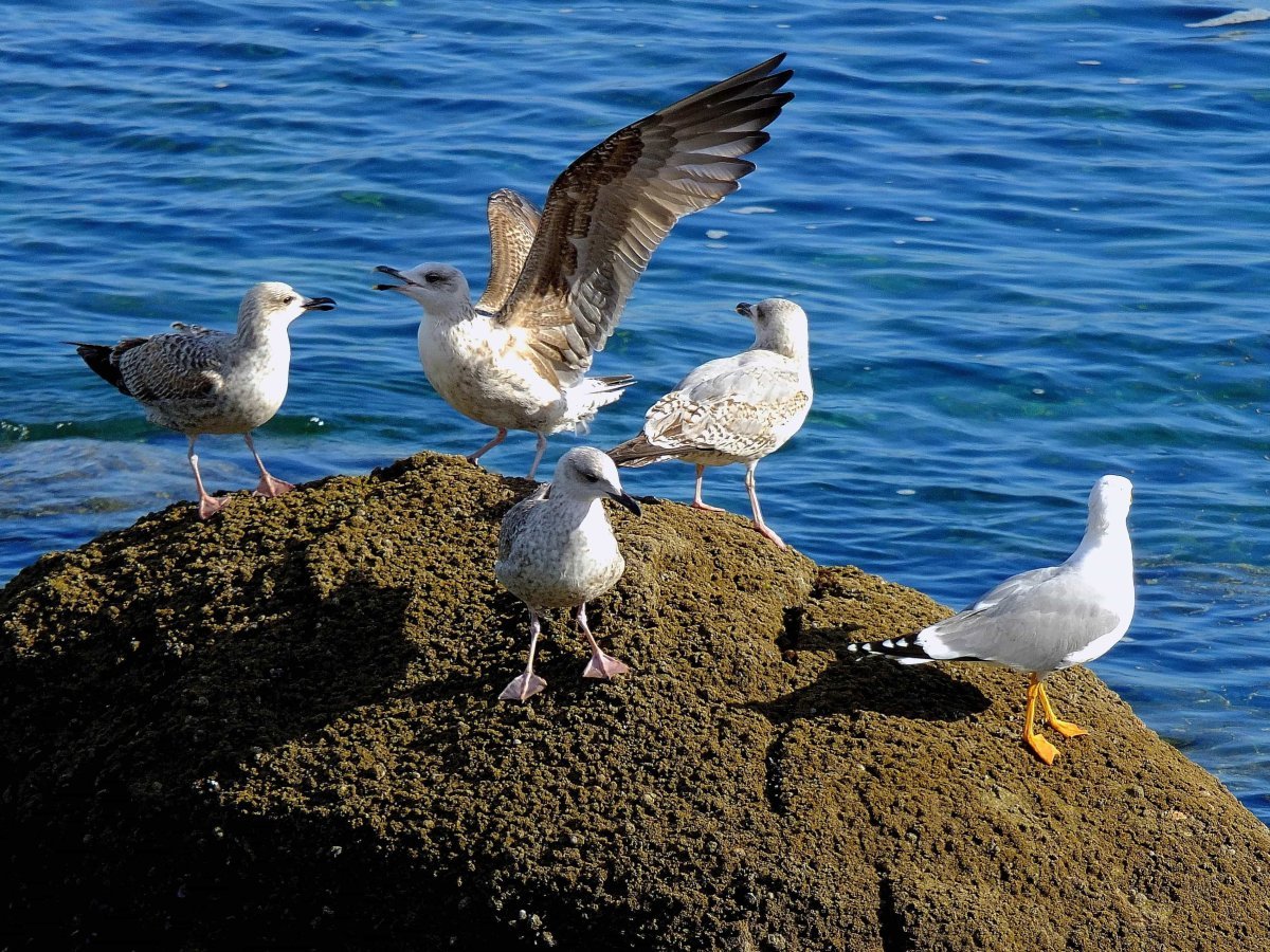 Альбатрос Севастополь птица