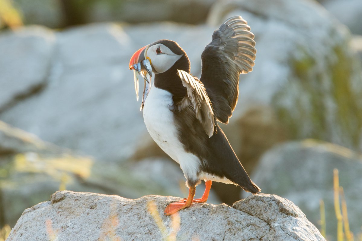 Птицы Баренцева моря фото