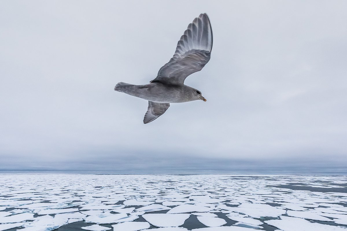 Карское море птицы