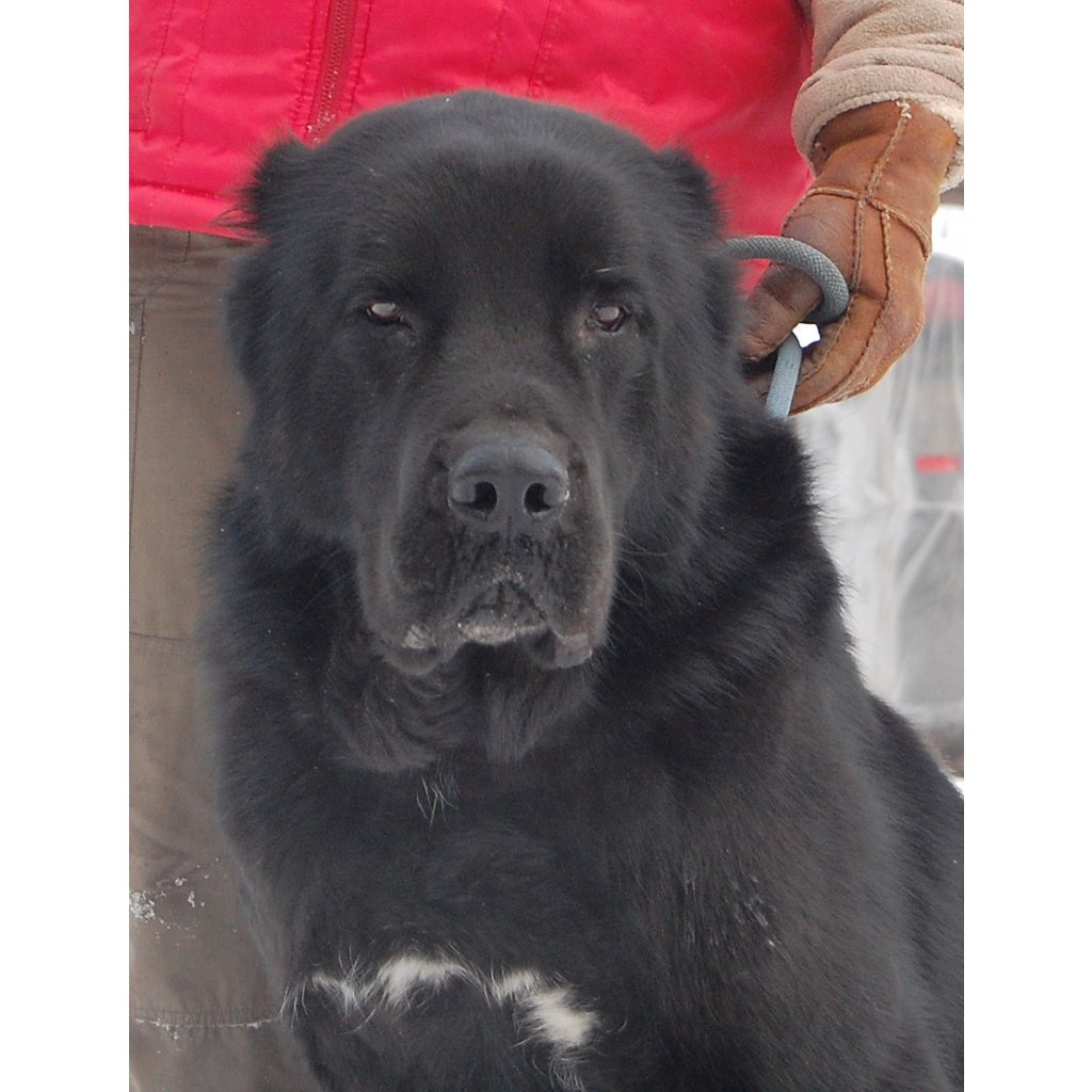 Алабай щенок черный