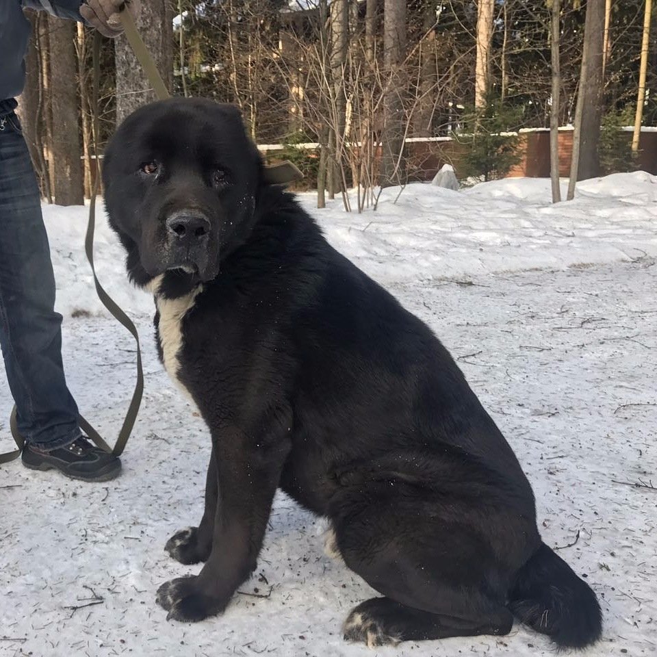 Среднеазиатская овчарка алабай черный