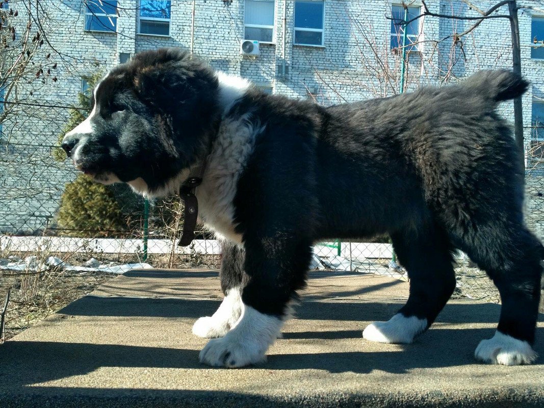 Среднеазиатская овчарка пушистая