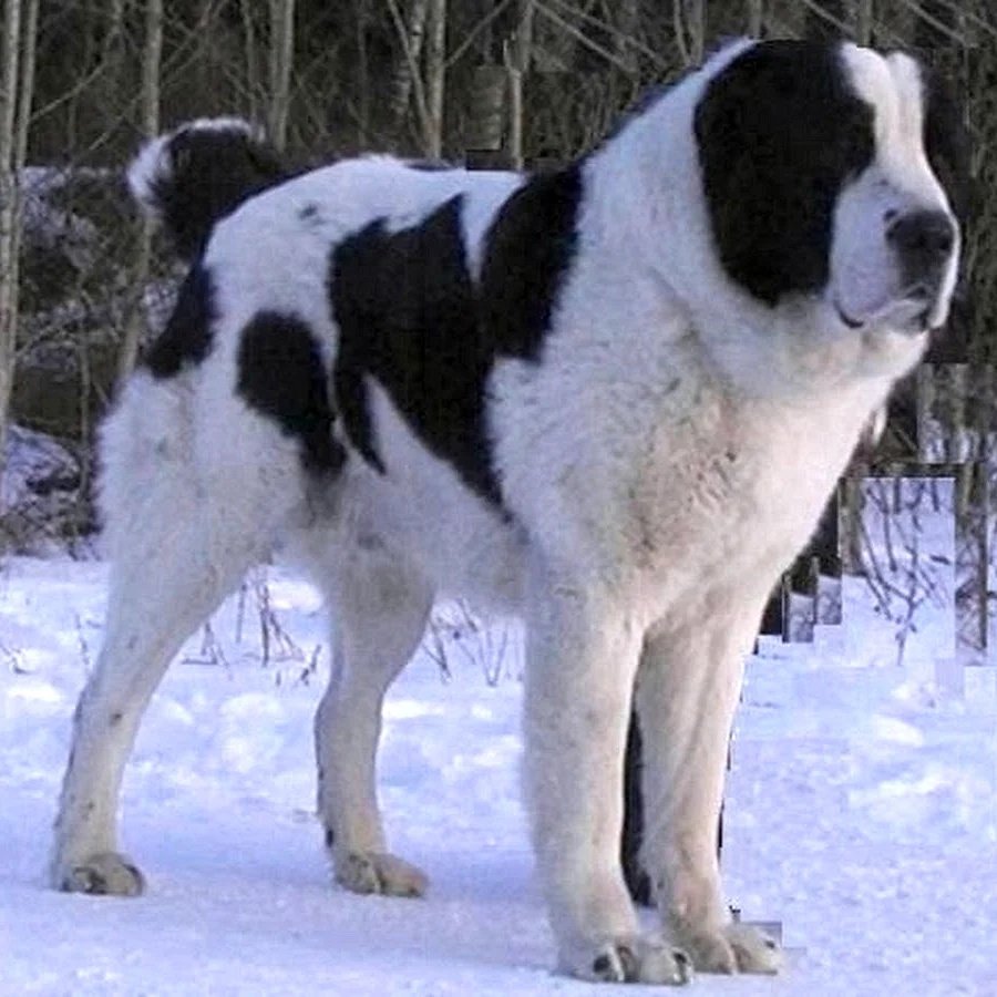 Среднеазиатская овчарка Беркут