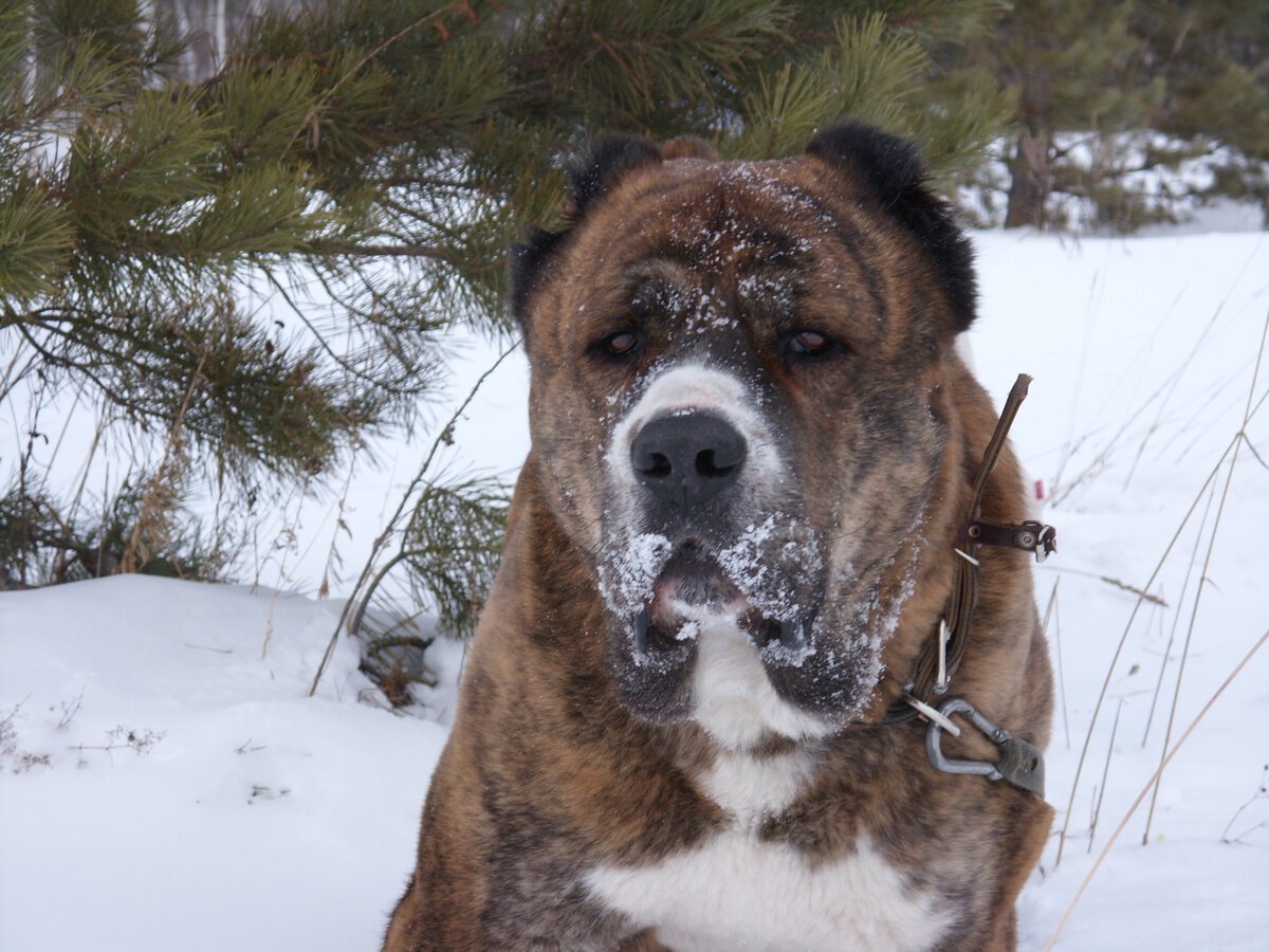 Тигровый алабай