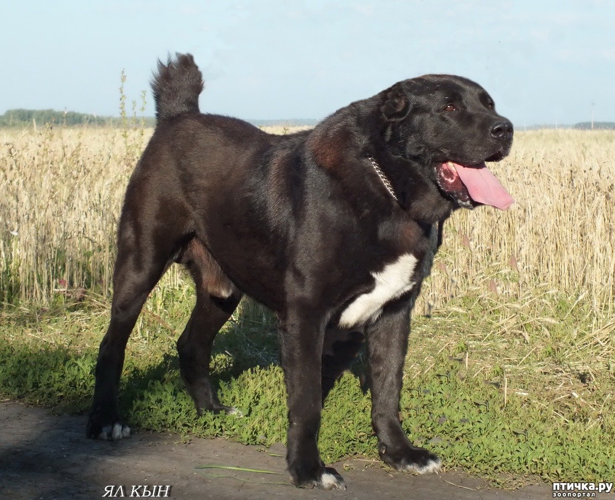 САО алабай черный