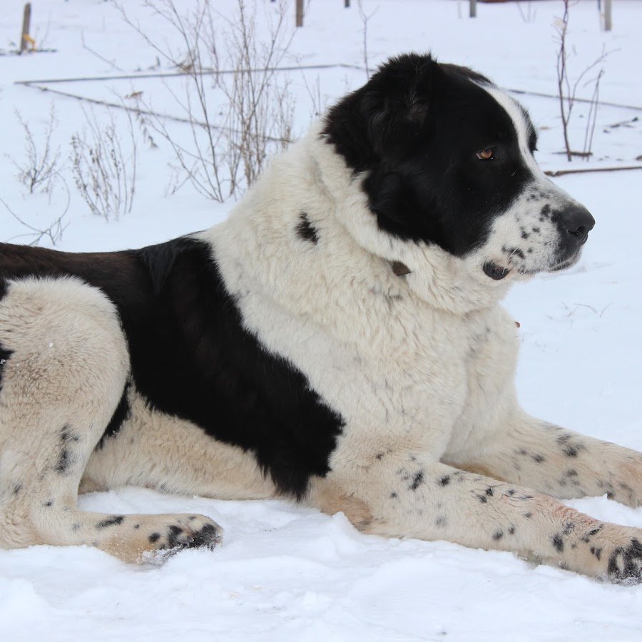 Среднеазиатская овчарка бульдозер