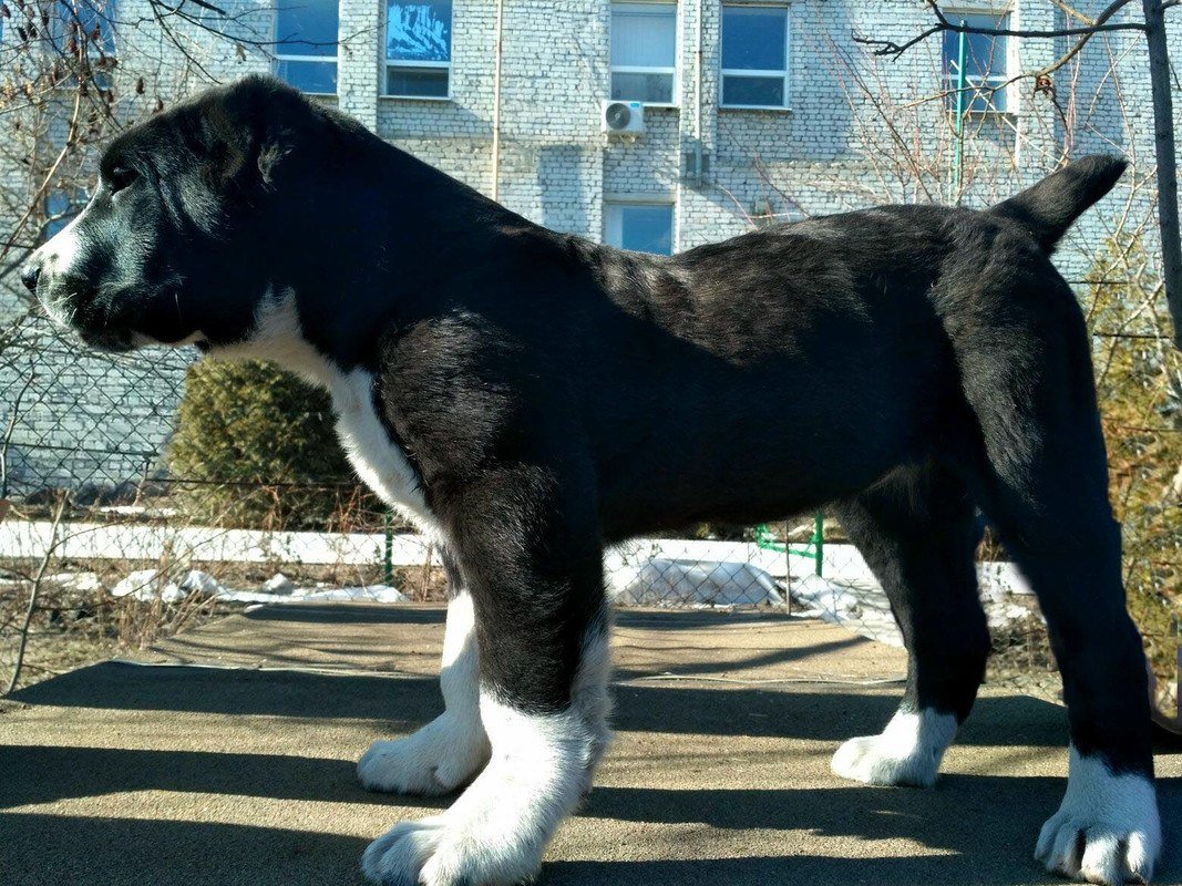 Среднеазиатская овчарка черная щенок