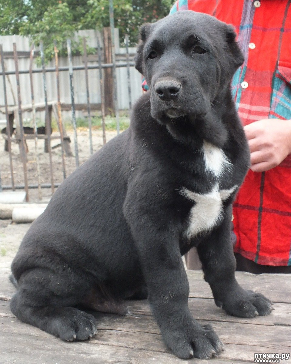 САО алабай черный