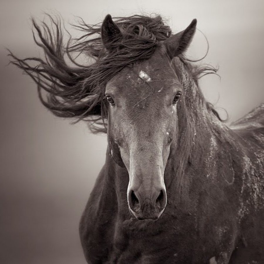 Лошадь Мустанг композиционные фото