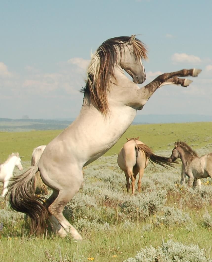 Дикие лошади Мустанги в дикой природе