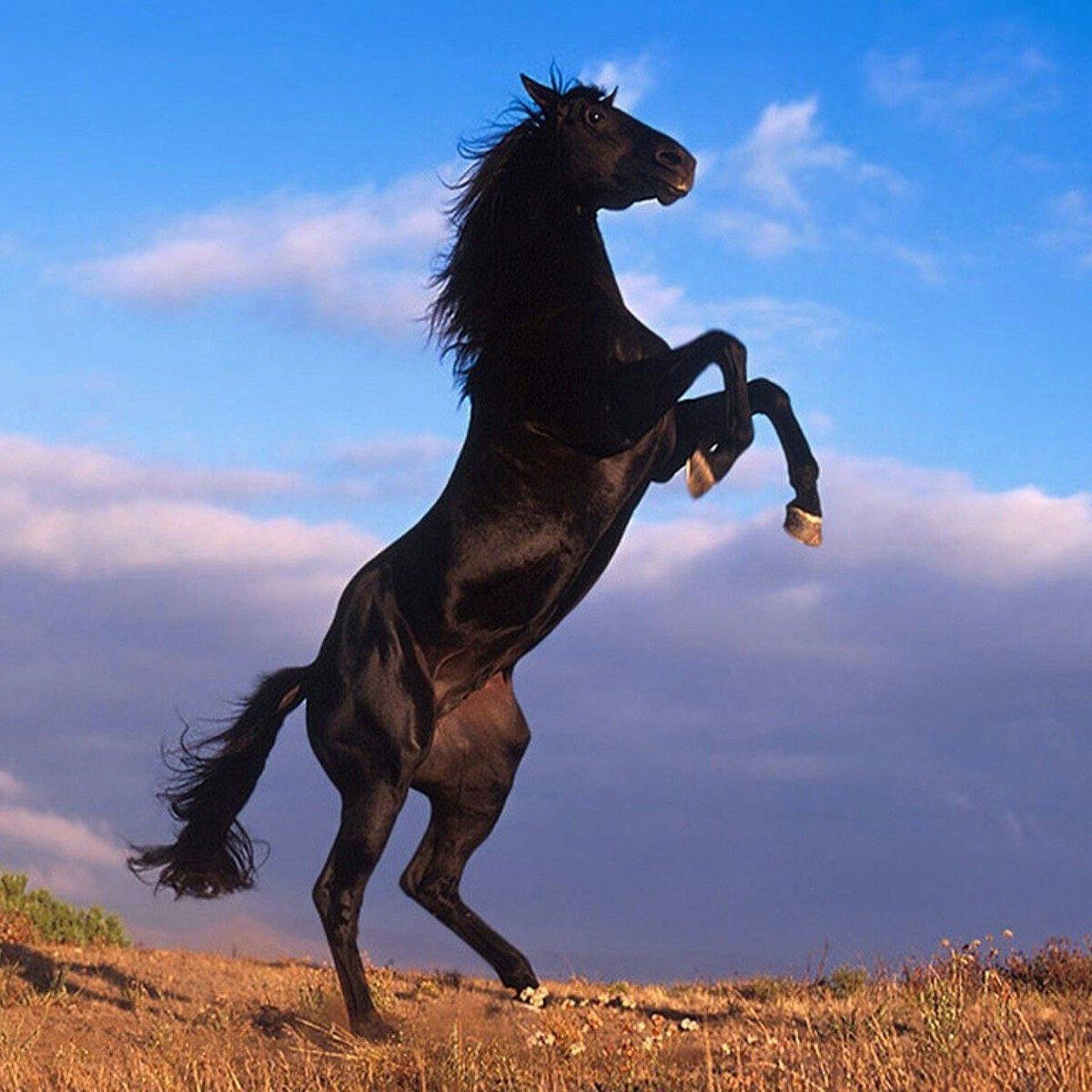 Фотосессия с лошадью на дыбах