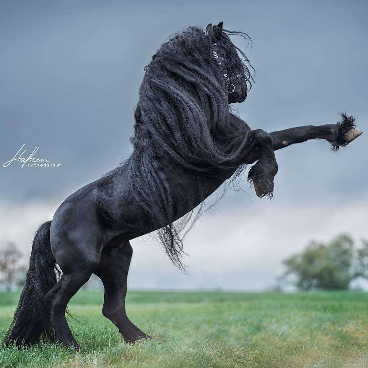 Фризская лошадь