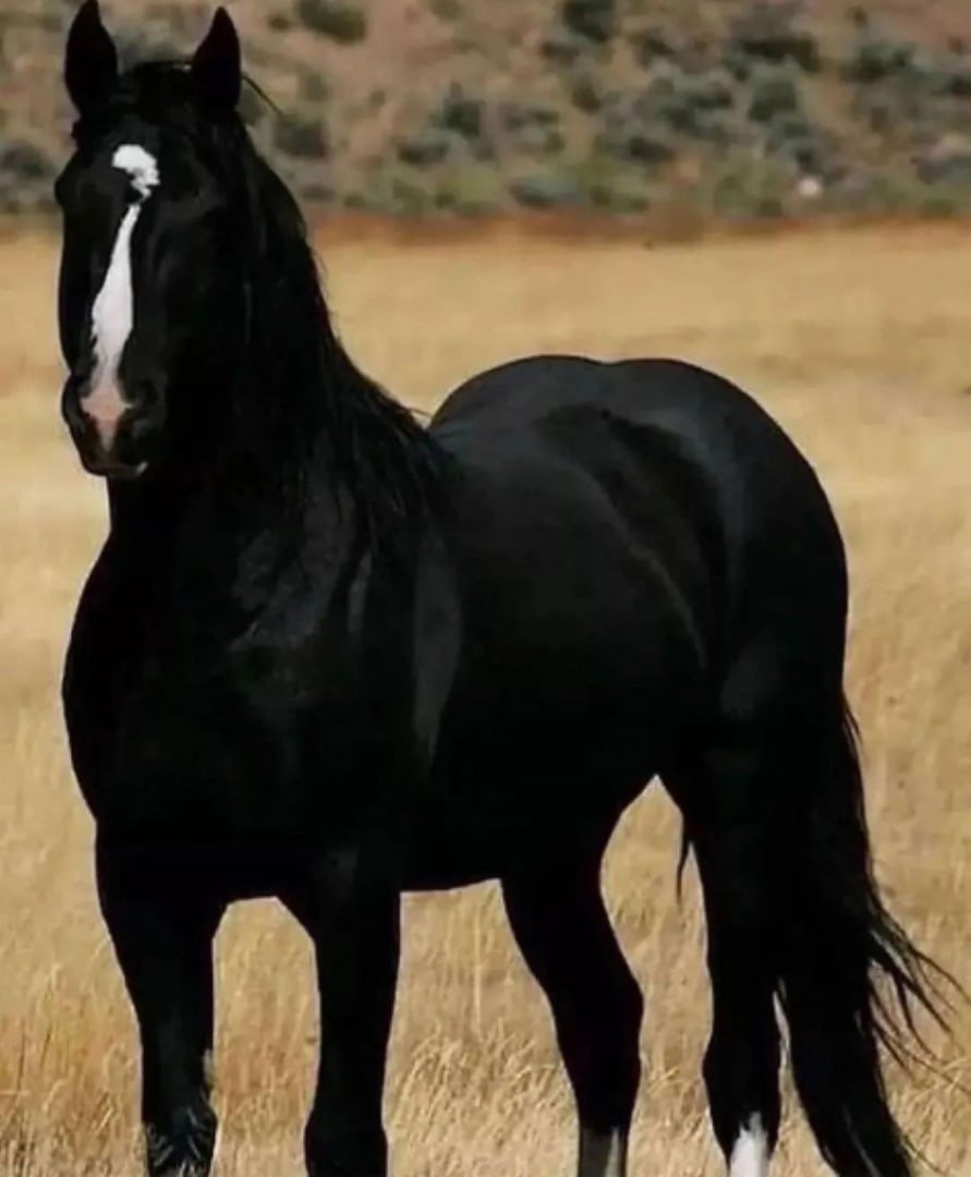 Мустанг лошадь черный