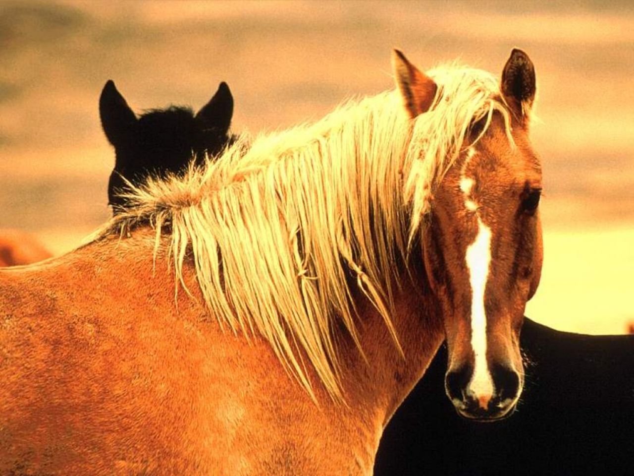 Рыже черная лошадь. Лошадь породы Мустанг. Дикий гнедой Мустанг. Мустанг лошадь рыжая. Дикие лошади.