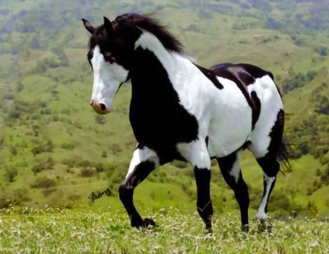 Пегие Дикие лошади