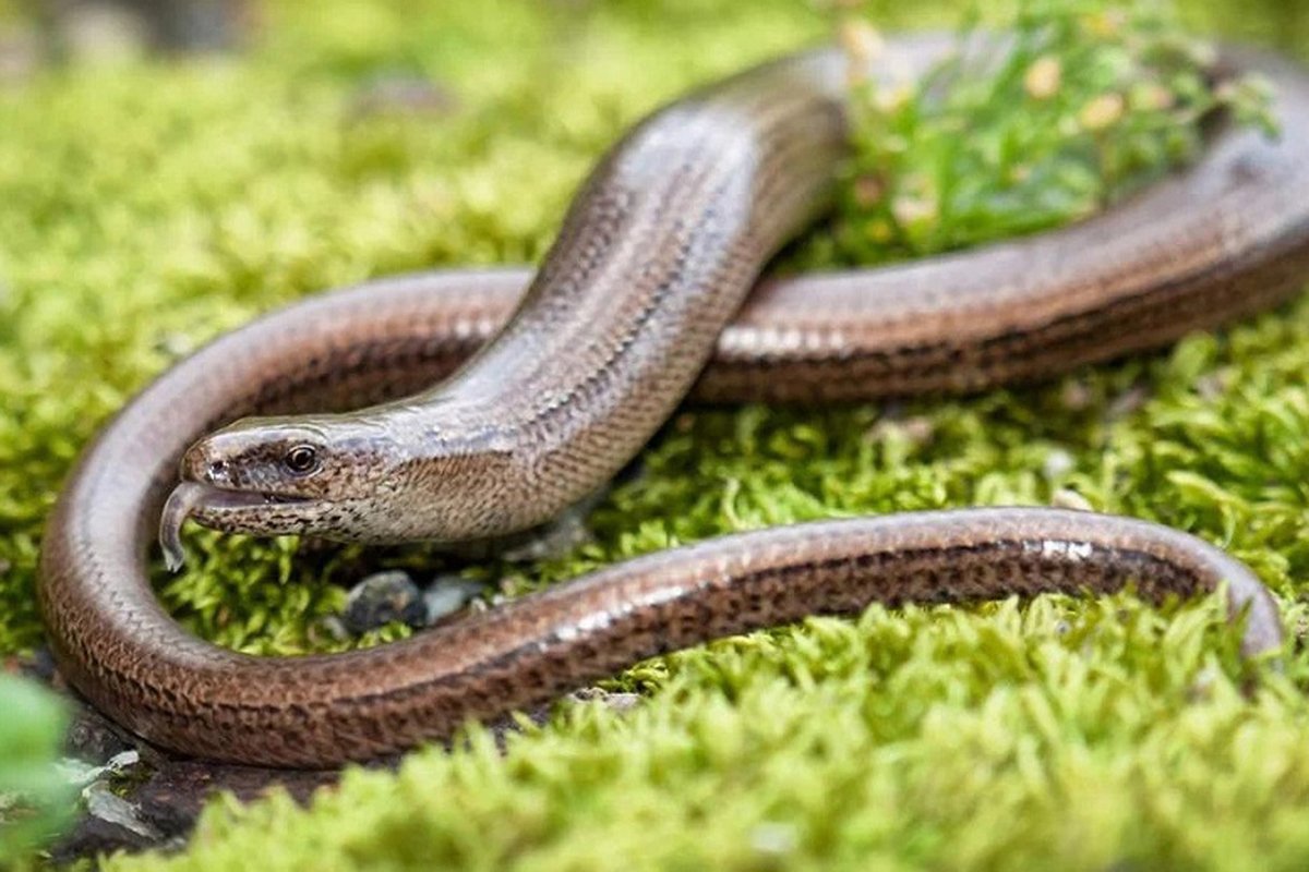 Безногая ящерица веретеница медянка