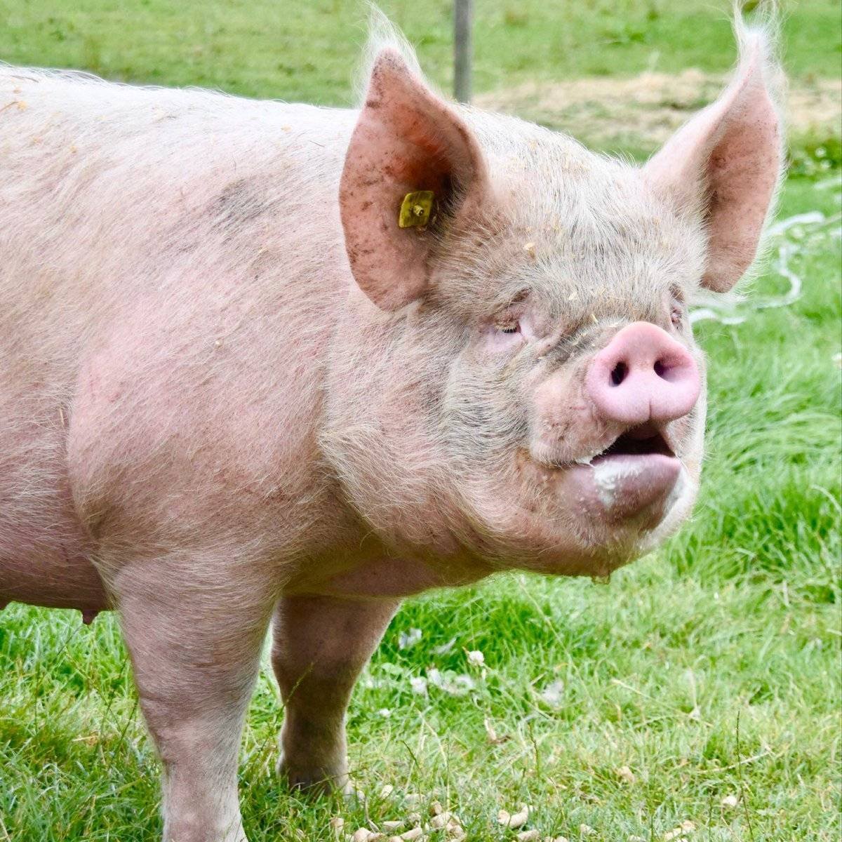Франция свинья. Беркширская порода свиней. Порода свиней Йоркшир. Крупная белая порода свиней. Беркширская белая порода свиней.