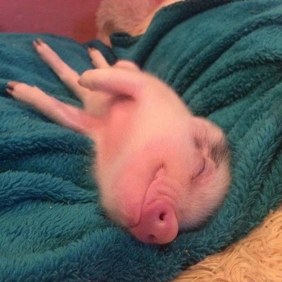 Спящий поросенок