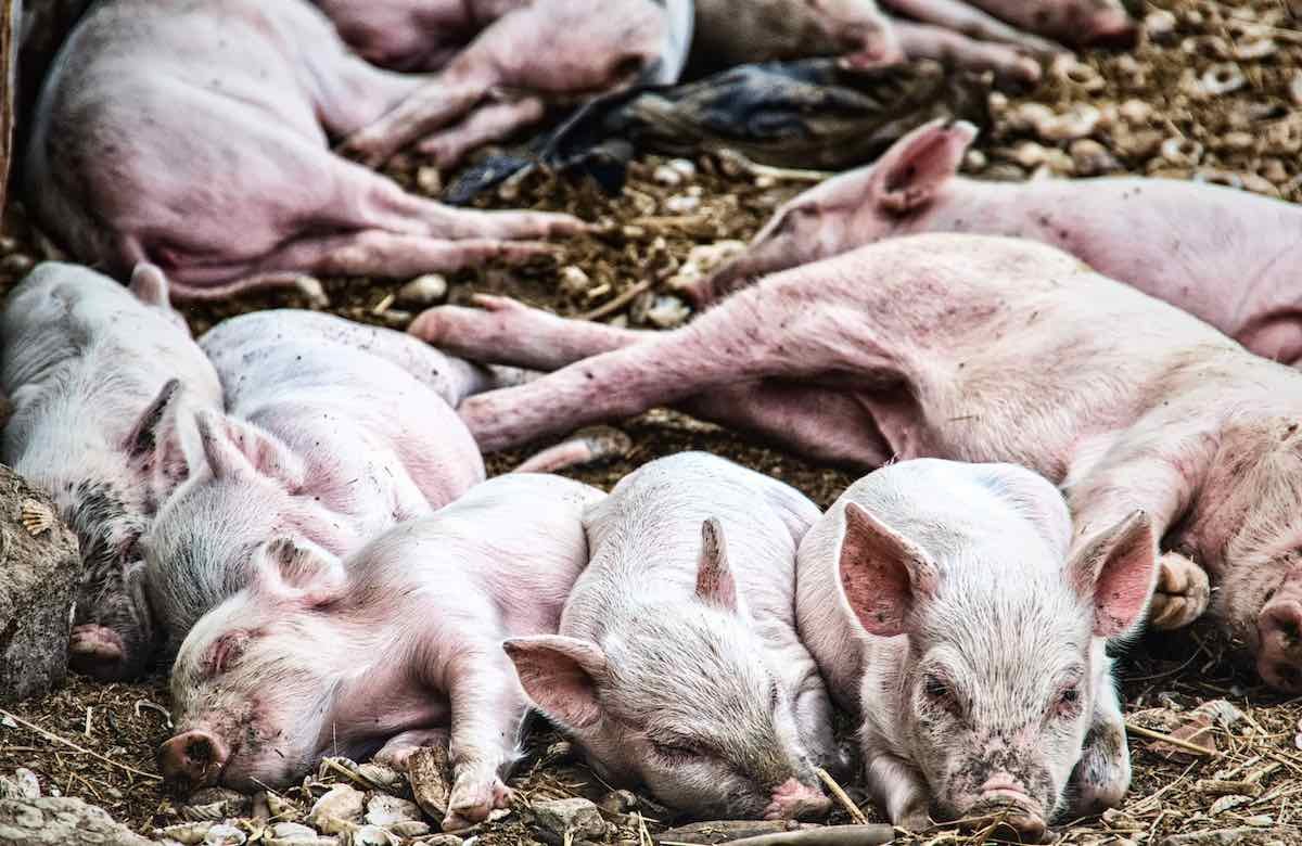 Спящие свиньи