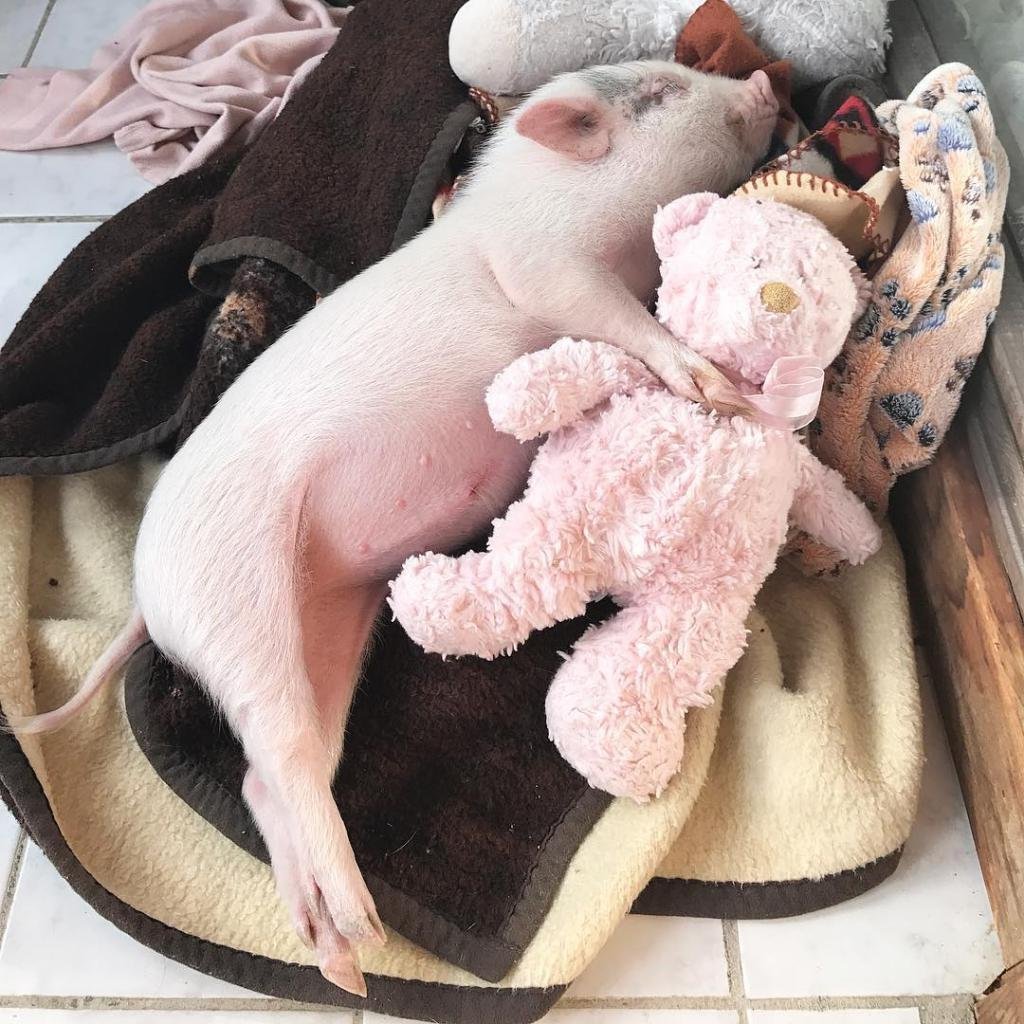 Хрюшка спит