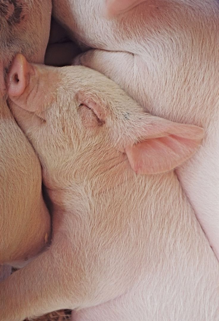 Спящие поросята