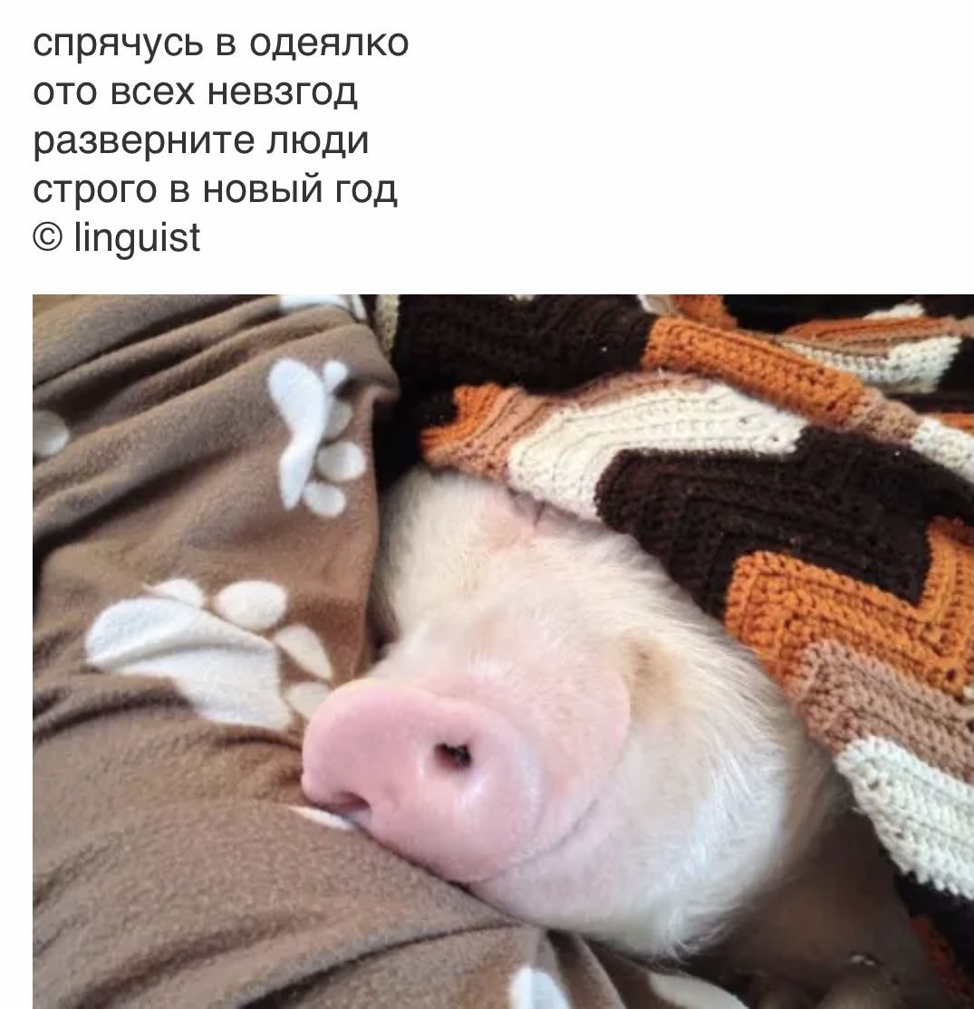 Сонная хрюшка