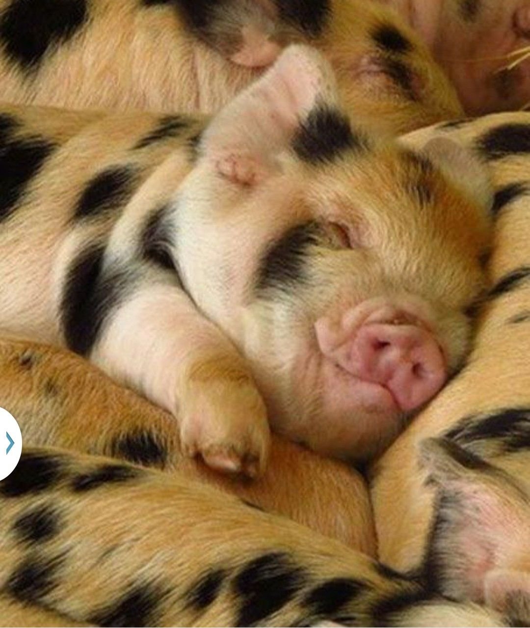 Свинья утро. Свинка Пигги. Спящие поросята. Красивый поросенок. Спящие свинки.