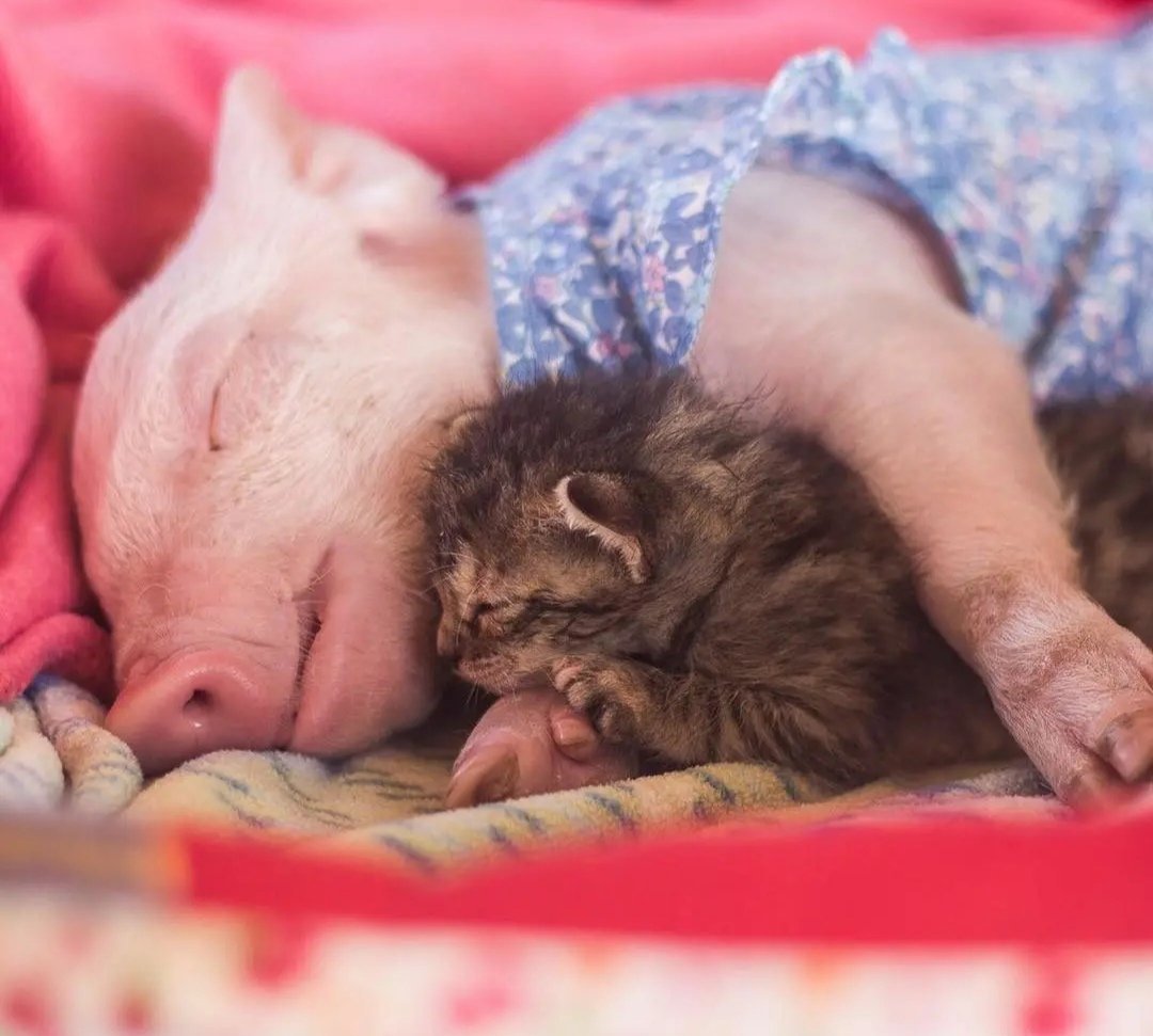 Поросенок и котенок