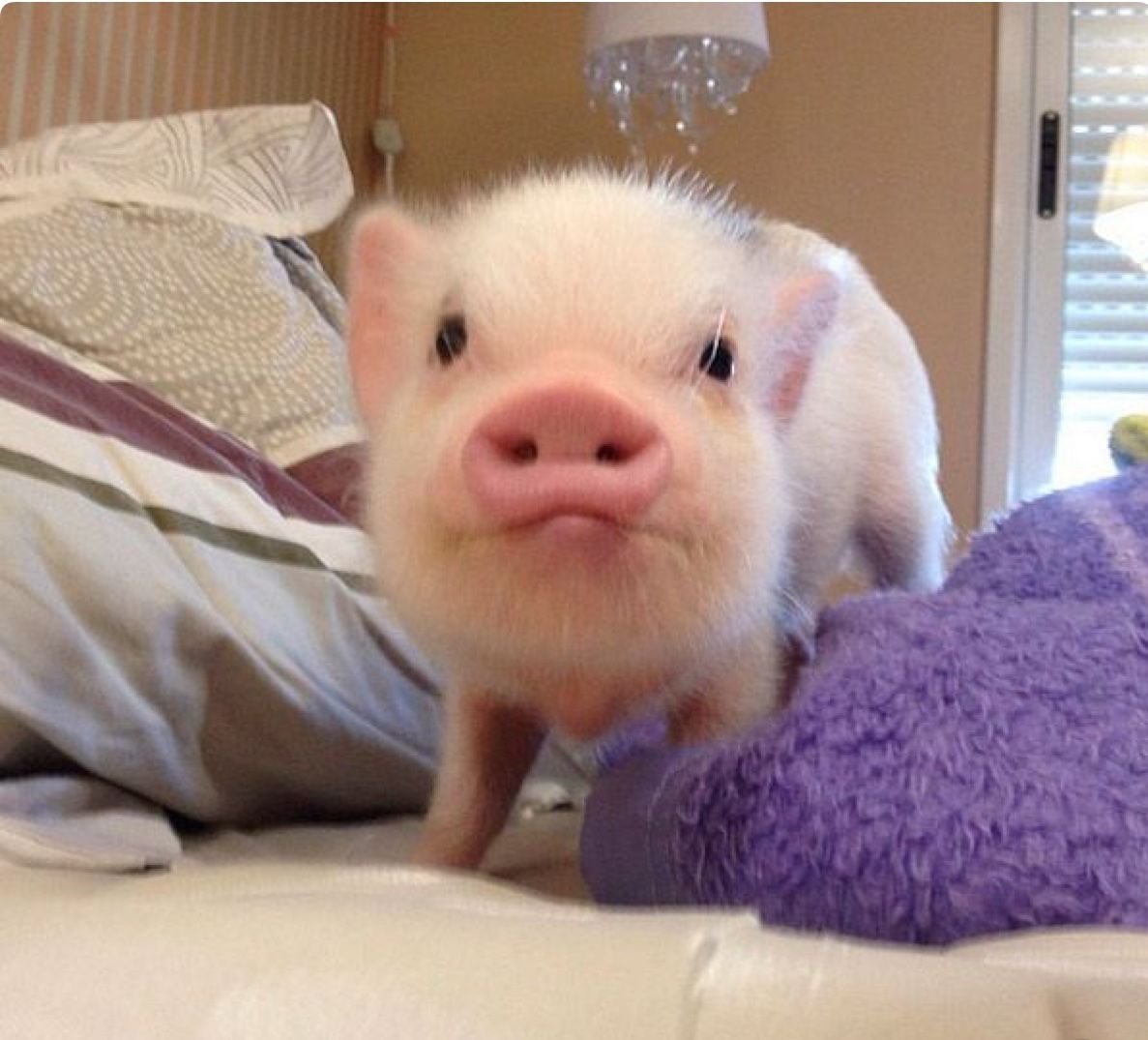 Толстый милый поросенок