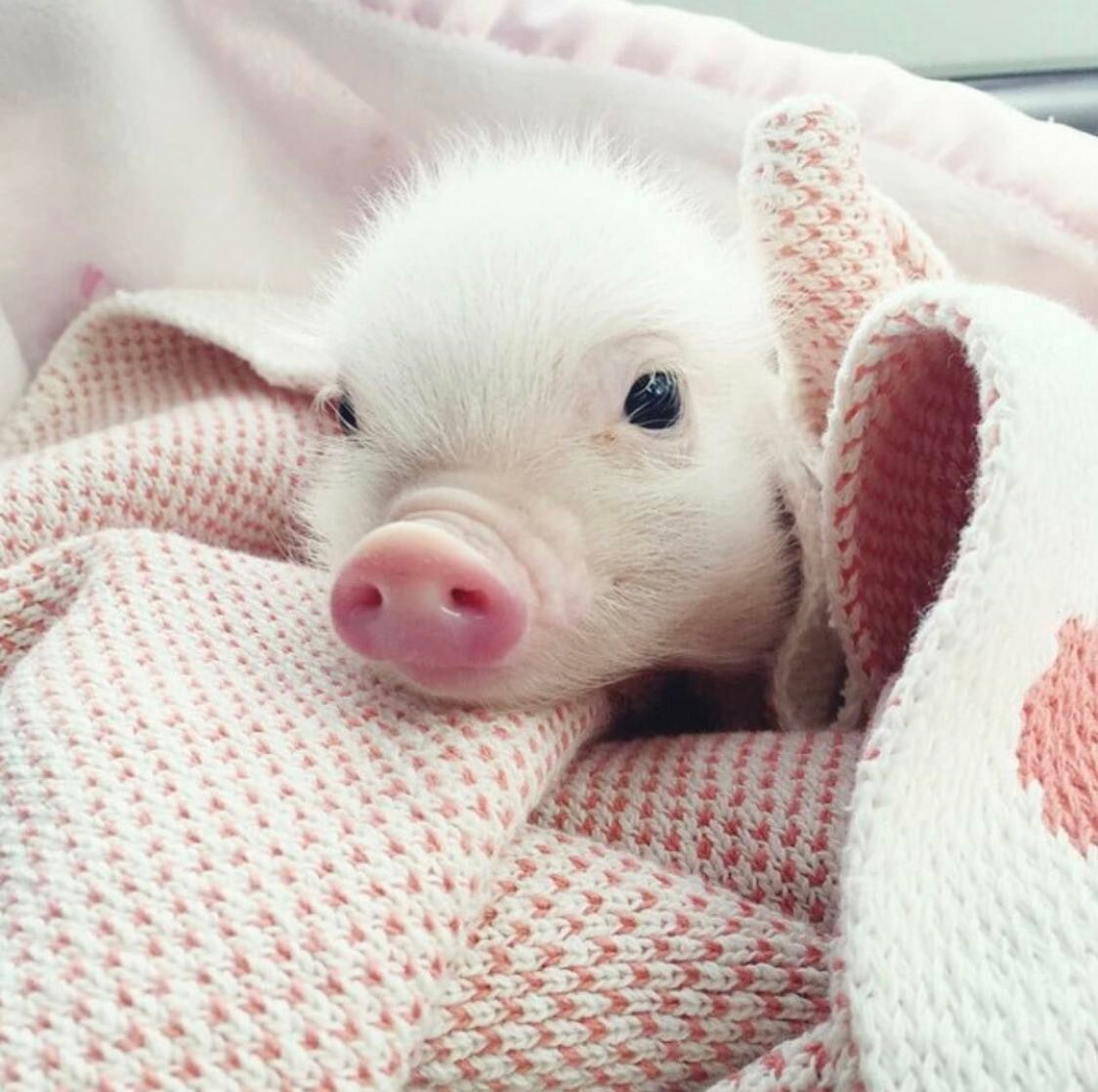 Минипиг розовый