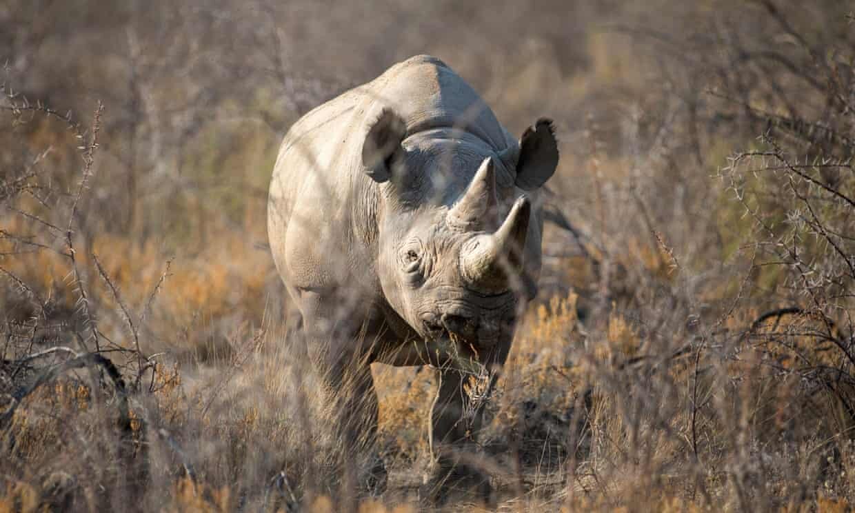 Animals w. Черный носорог. Черный носорог фото. Самка носорога. Старый носорог.