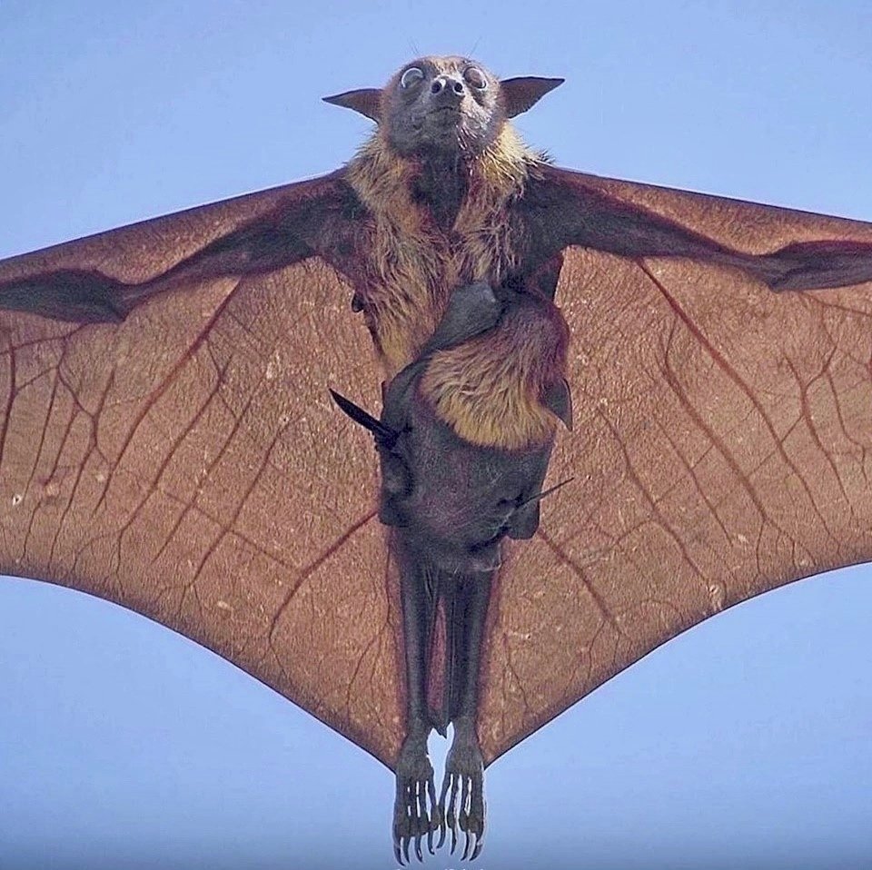 Индийская летучая лисица