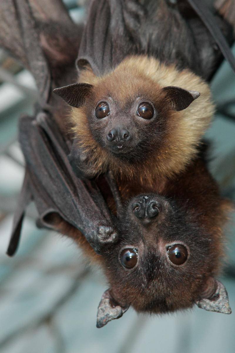 Новогвинейский крылан