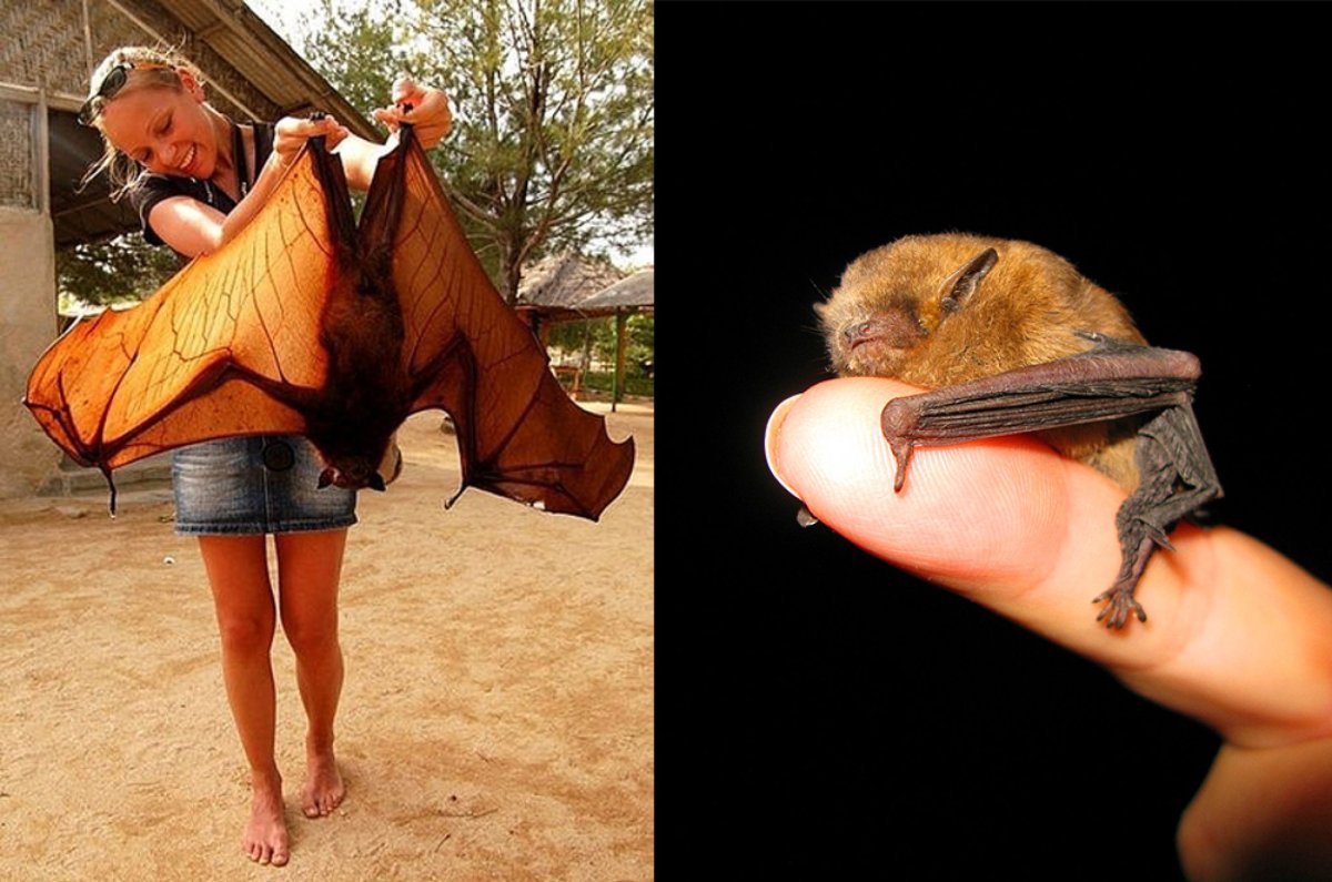 Крылан летучая лисица альбинос