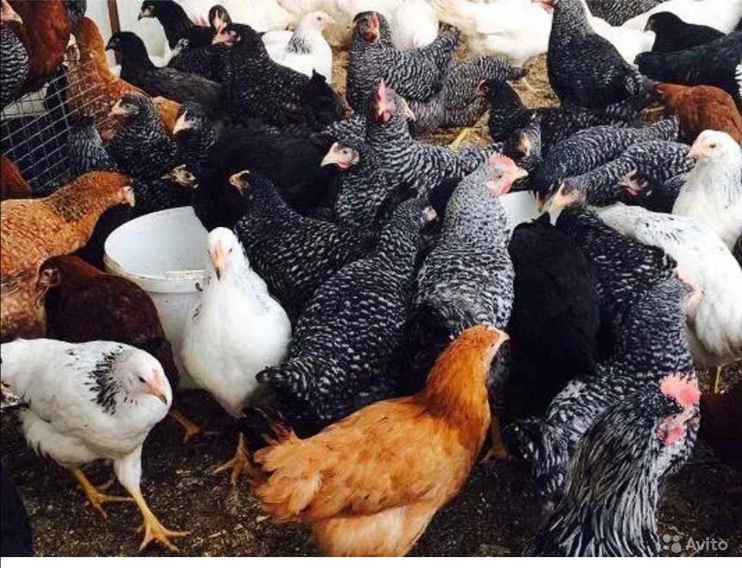 Чешский Доминант д959