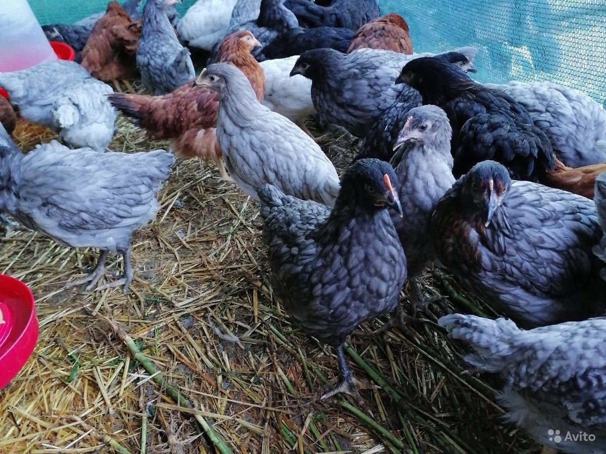 Чешский Доминант куры