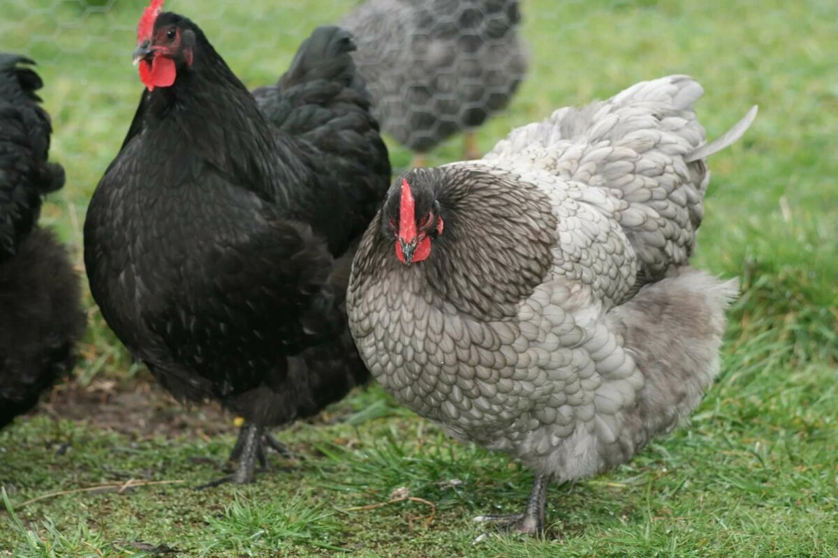 Куры породы Нью Гемпшир