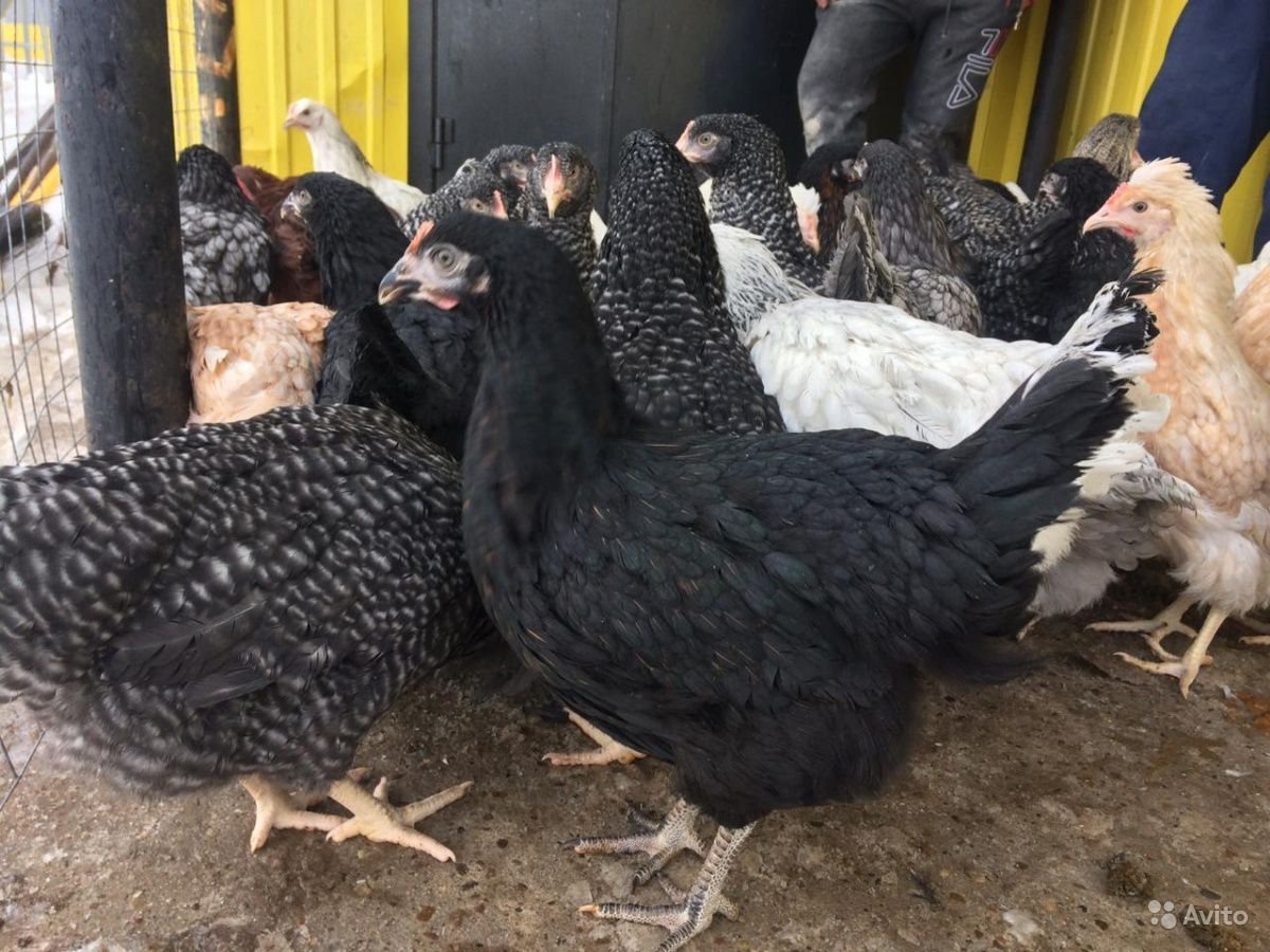 Куры несушки Доминант