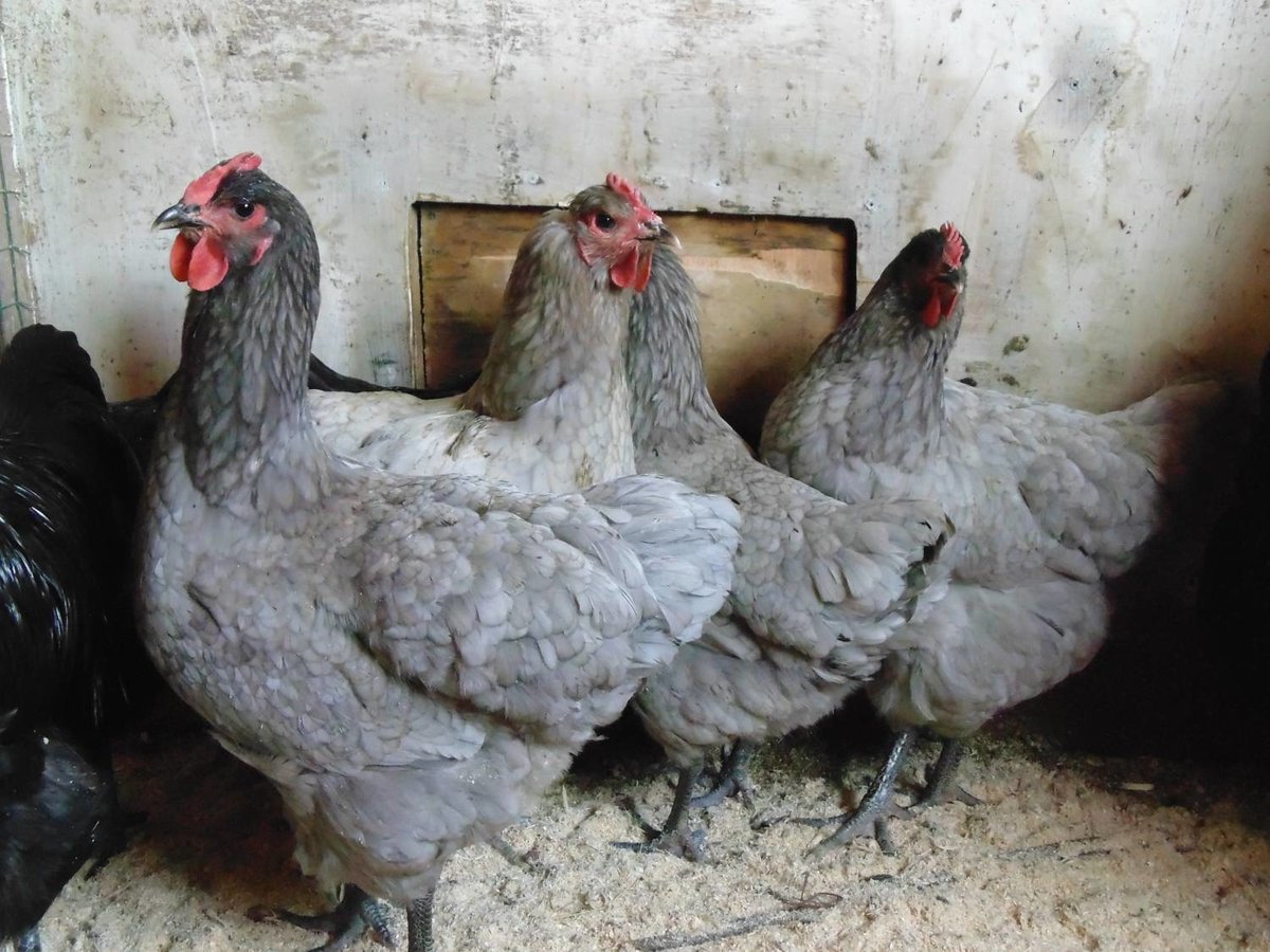 Джерсийский гигант куры