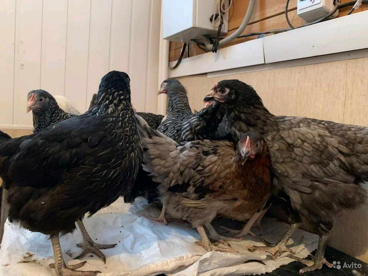 Куры несушки Доминант